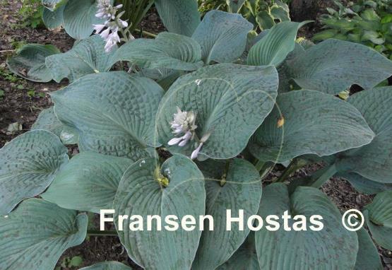 Hosta Blue Plisse